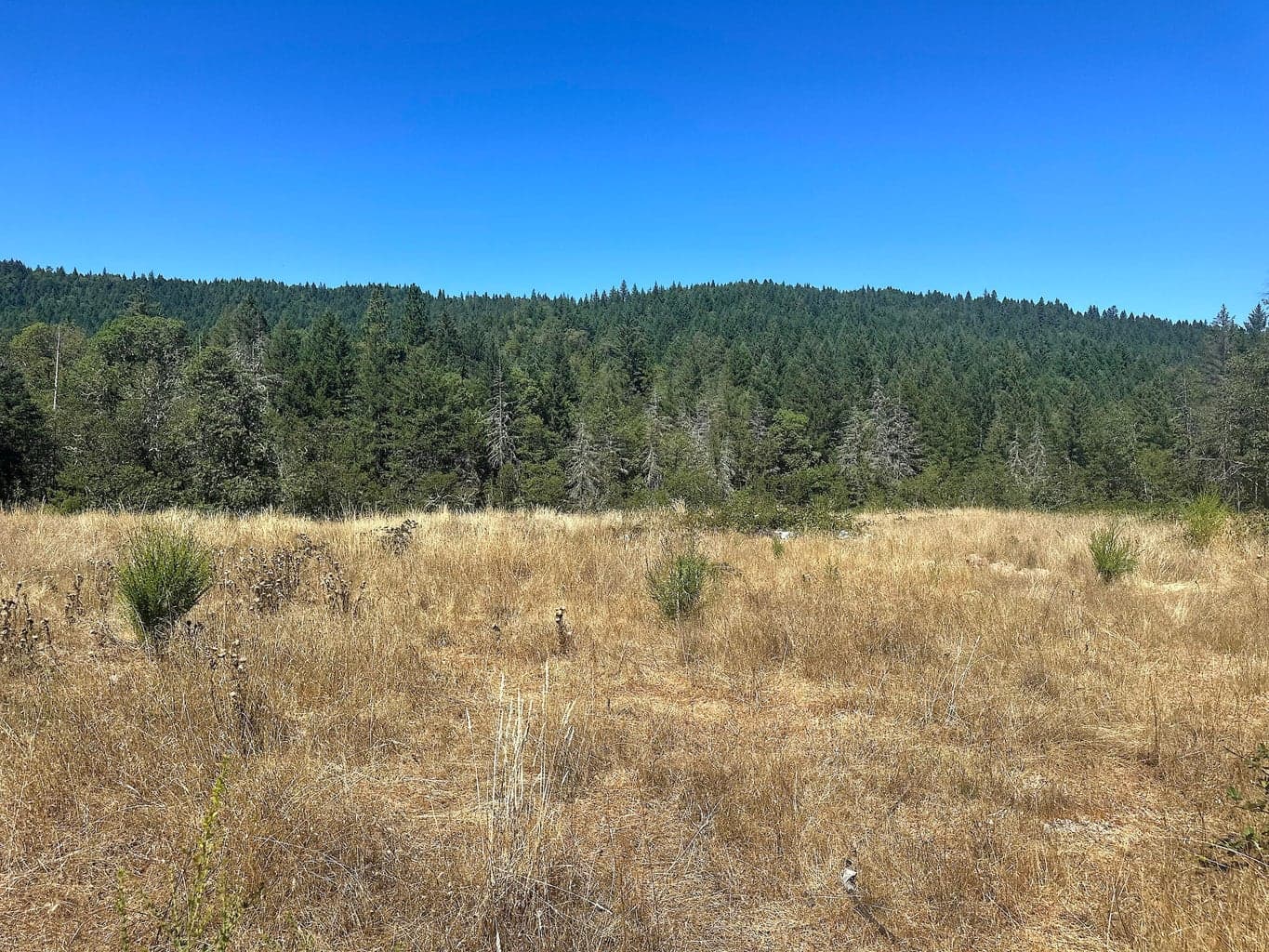 12124 Redwood, Wilderville, 97543
