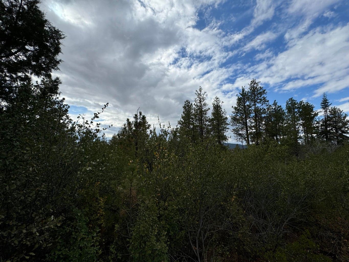 Photo of 0 Nighthawk 5 of 11