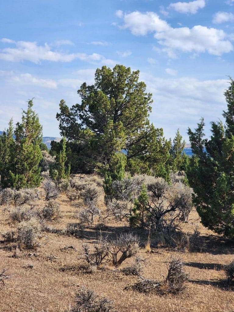 Photo of TBD Acacia 2 of 4