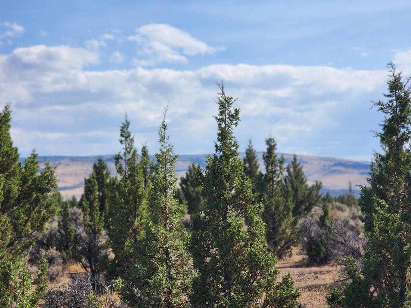 Photo of TBD Acacia 4 of 4