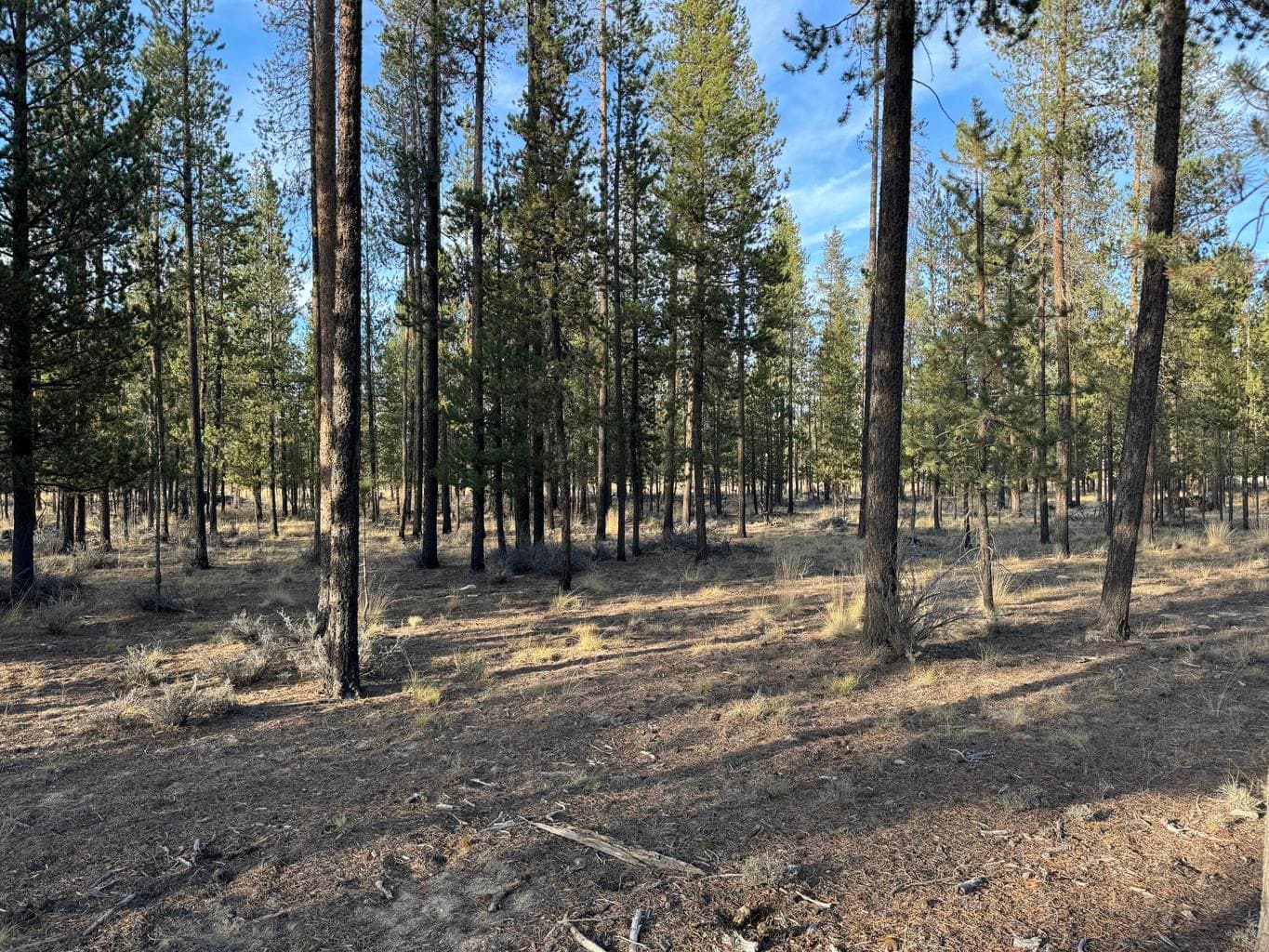 Photo of Sun Forest Drive 4 of 4