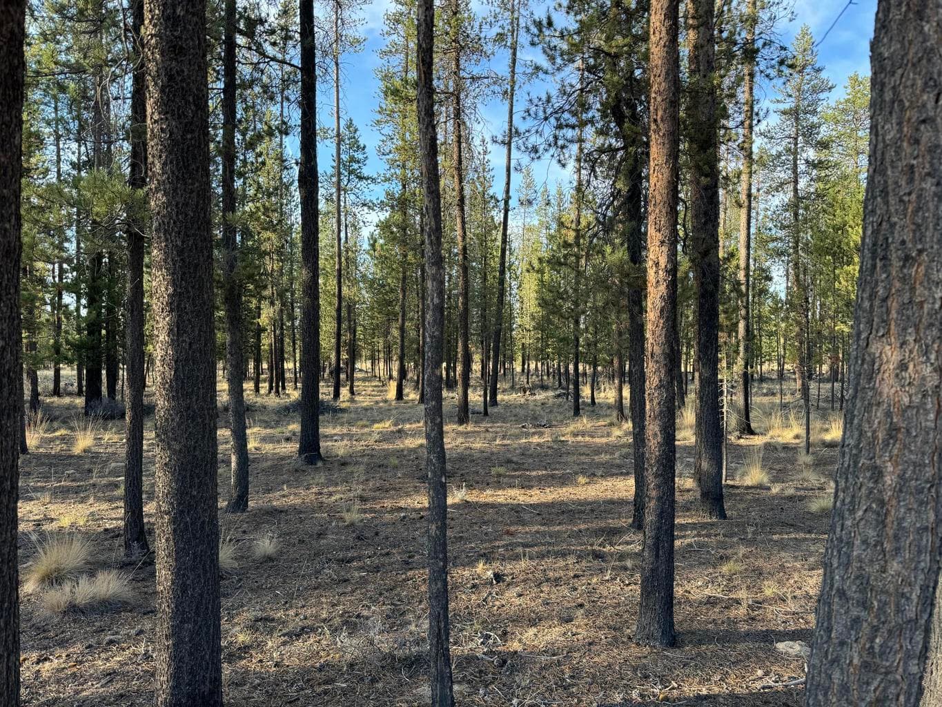 Photo of Sun Forest Drive 3 of 4