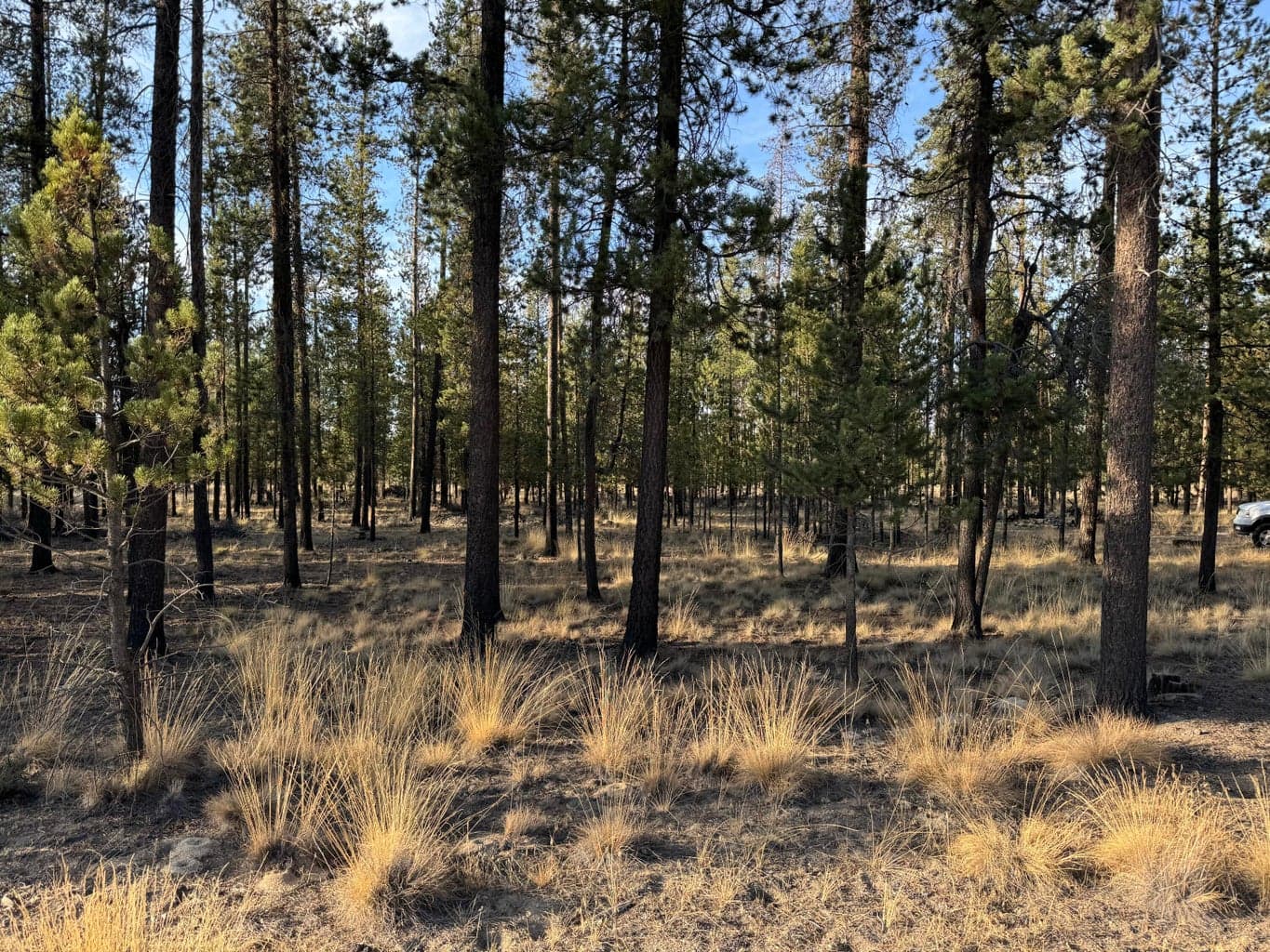 Photo of Sun Forest Drive 1 of 4