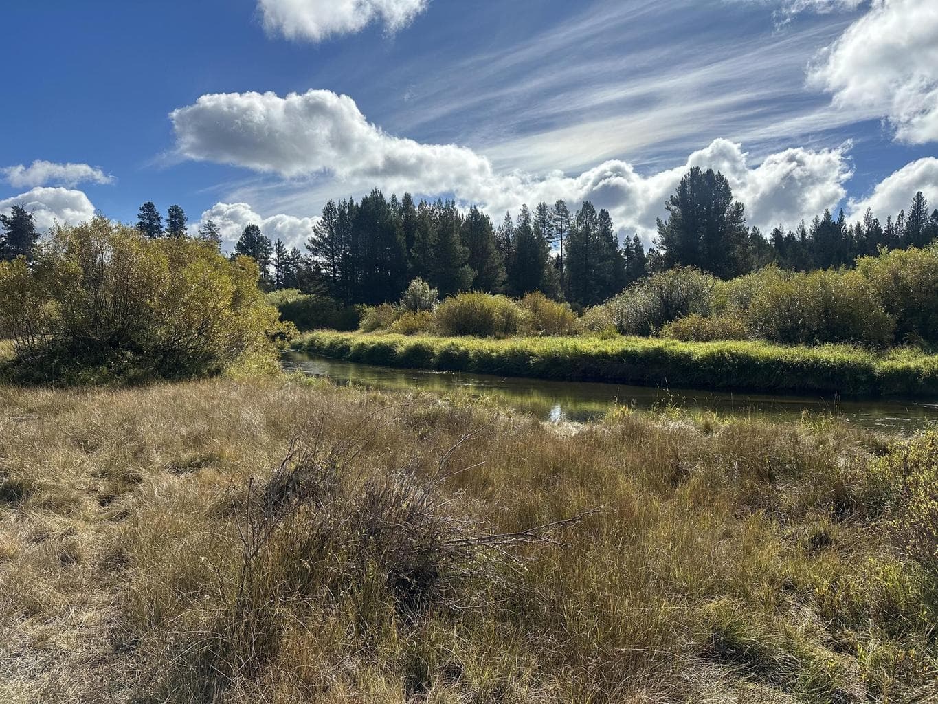 Photo of Willow 2 of 11