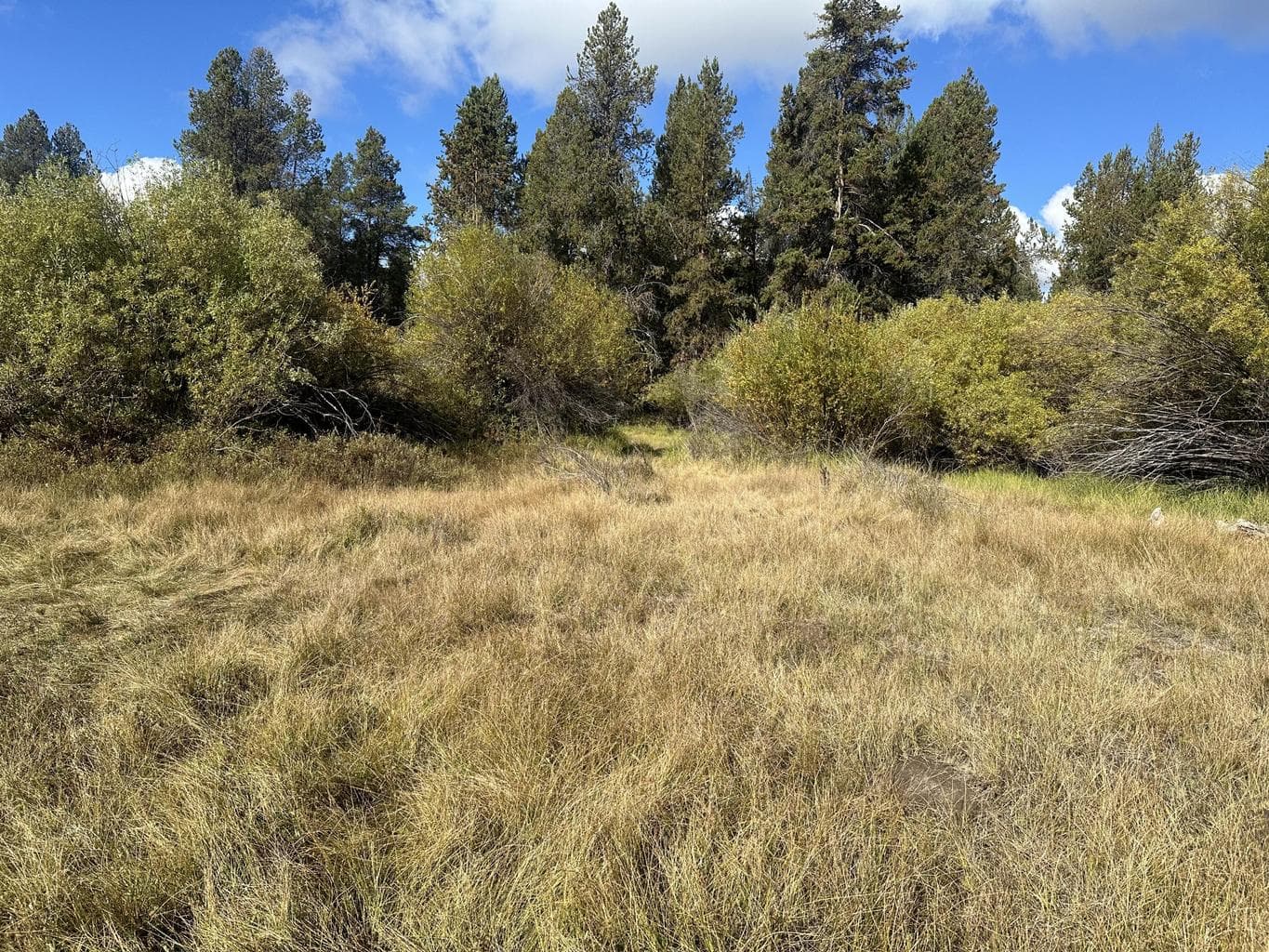 Photo of Willow 4 of 11