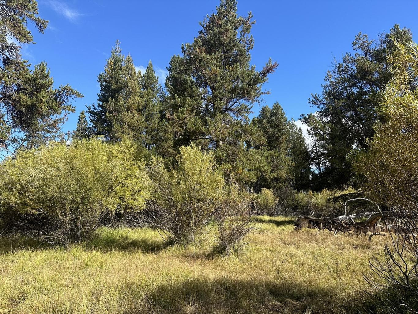 Photo of Willow 5 of 11