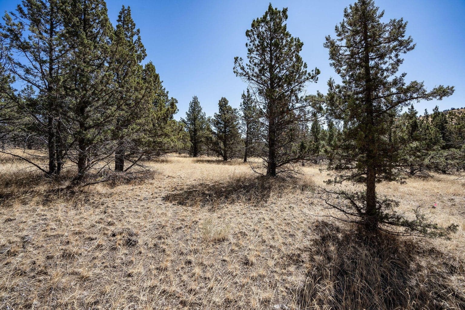 Photo of Juniper Canyon 1 of 12