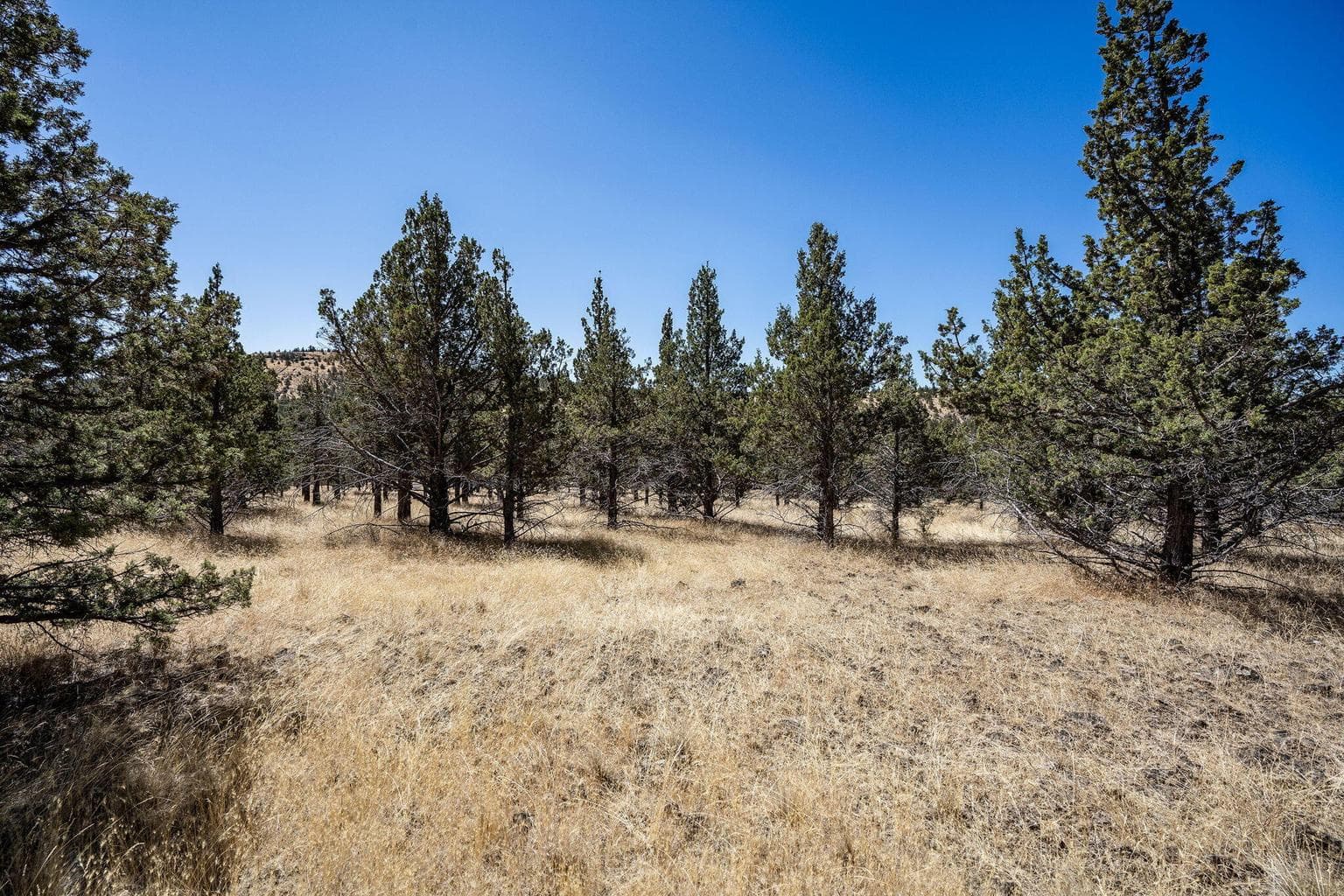 Photo of Juniper Canyon 5 of 12