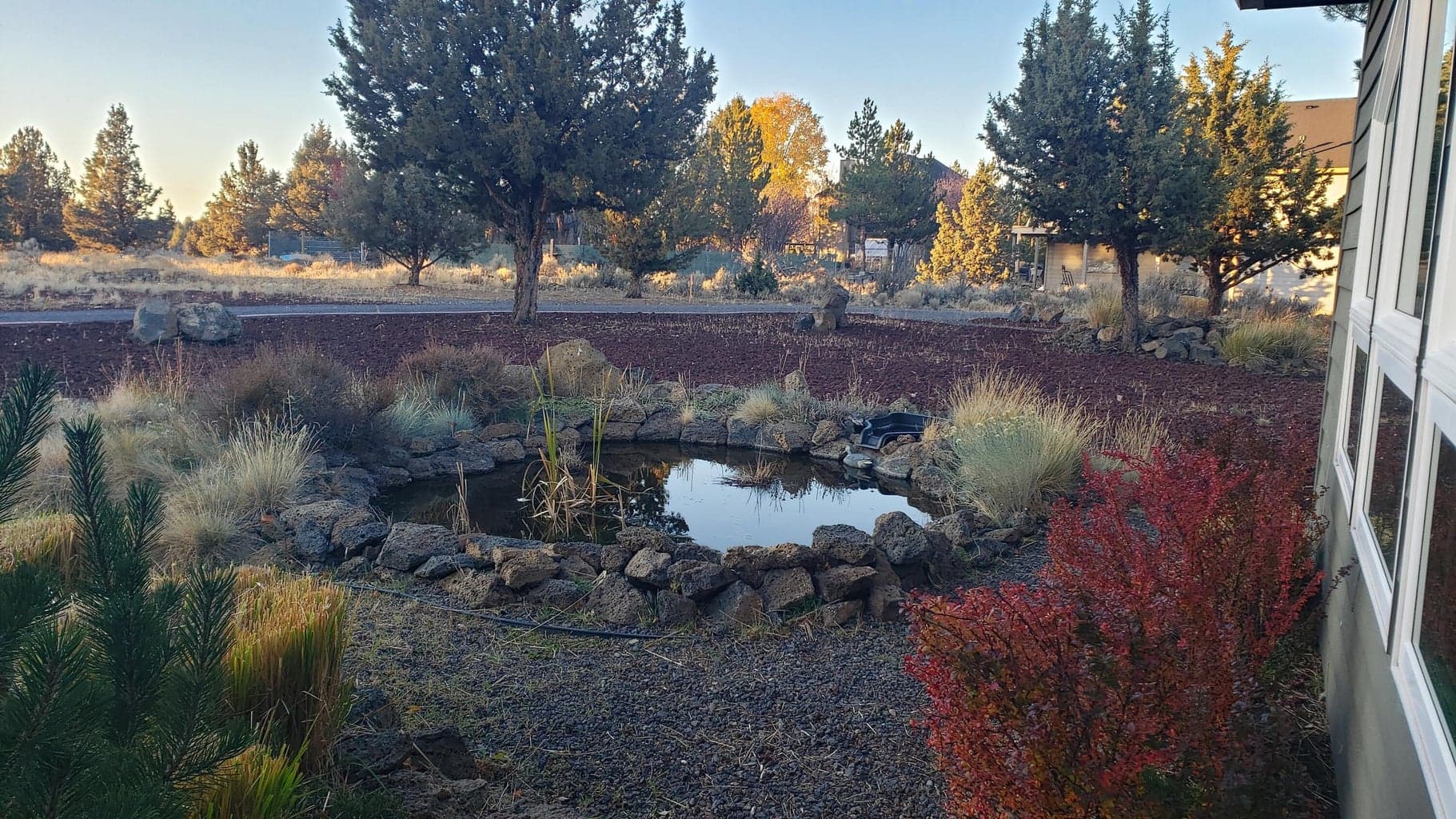 Pond in back yard