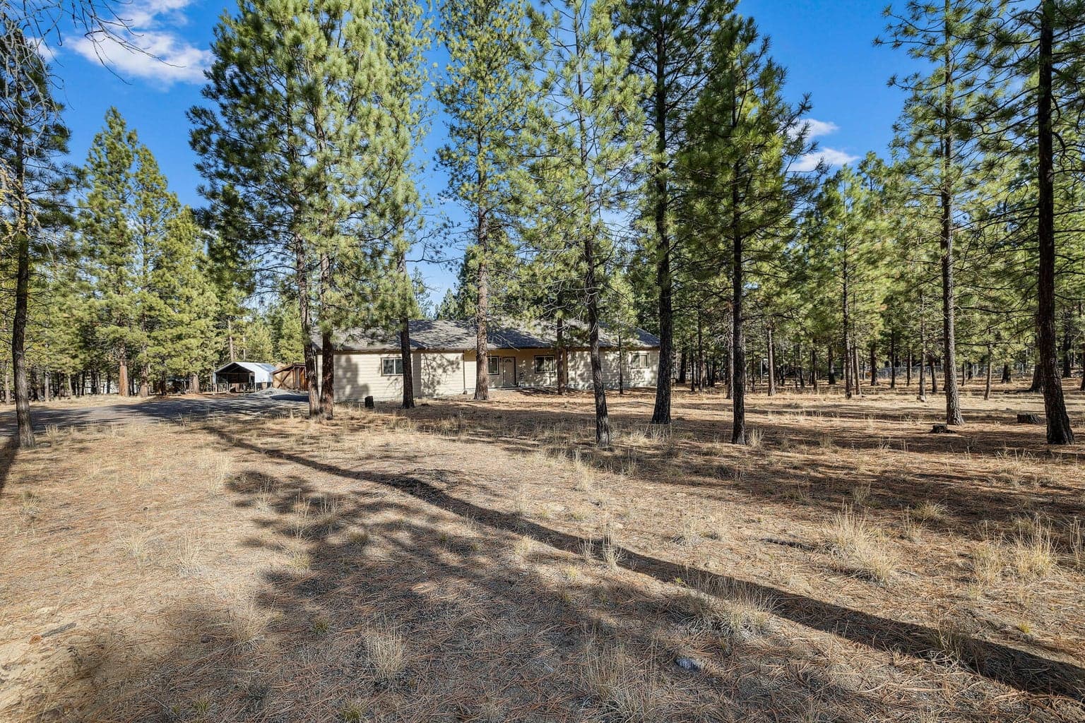Photo of 52052 Red Pine 2 of 29