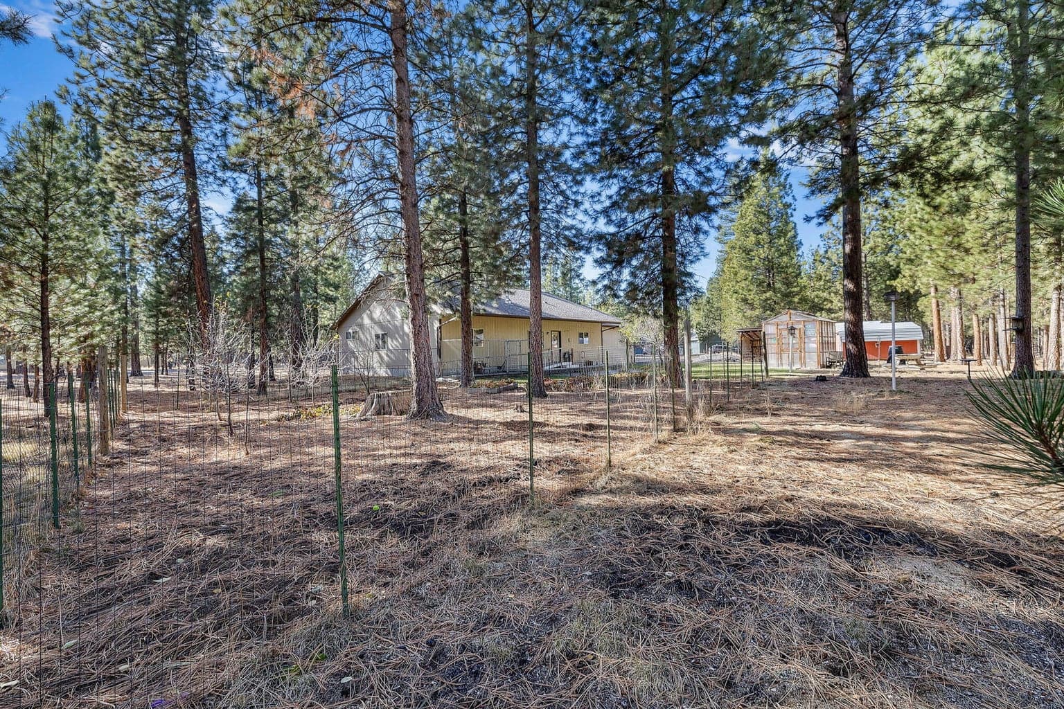 Photo of 52052 Red Pine 7 of 29