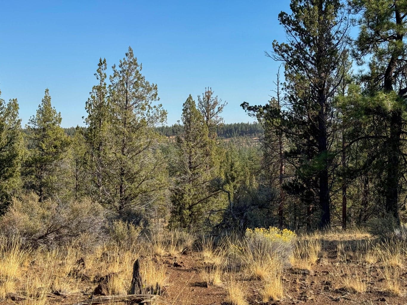 Photo of 17390 Big Buck Road 7 of 35