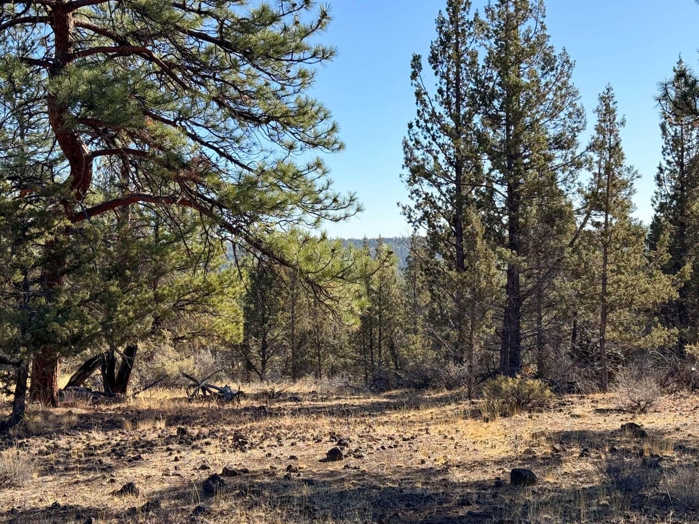 Photo of 17390 Big Buck Road 14 of 35