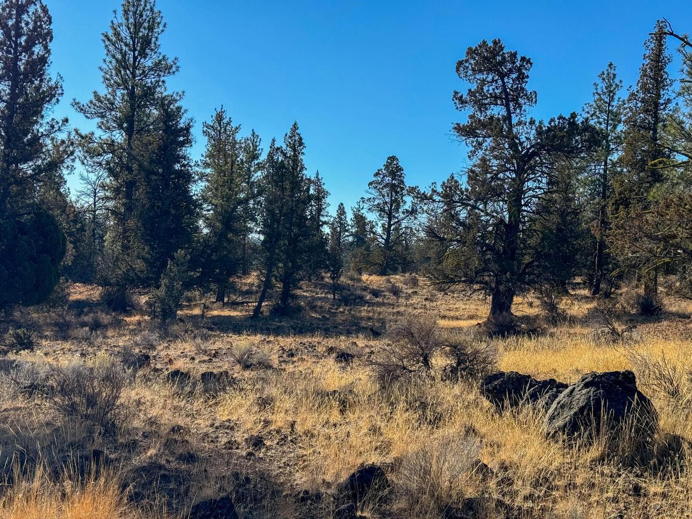 Photo of 17390 Big Buck Road 15 of 35