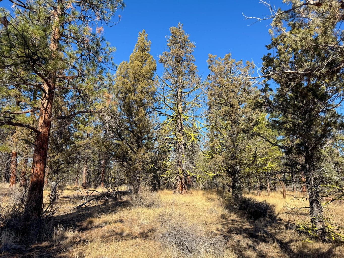 Photo of 17390 Big Buck Road 17 of 35