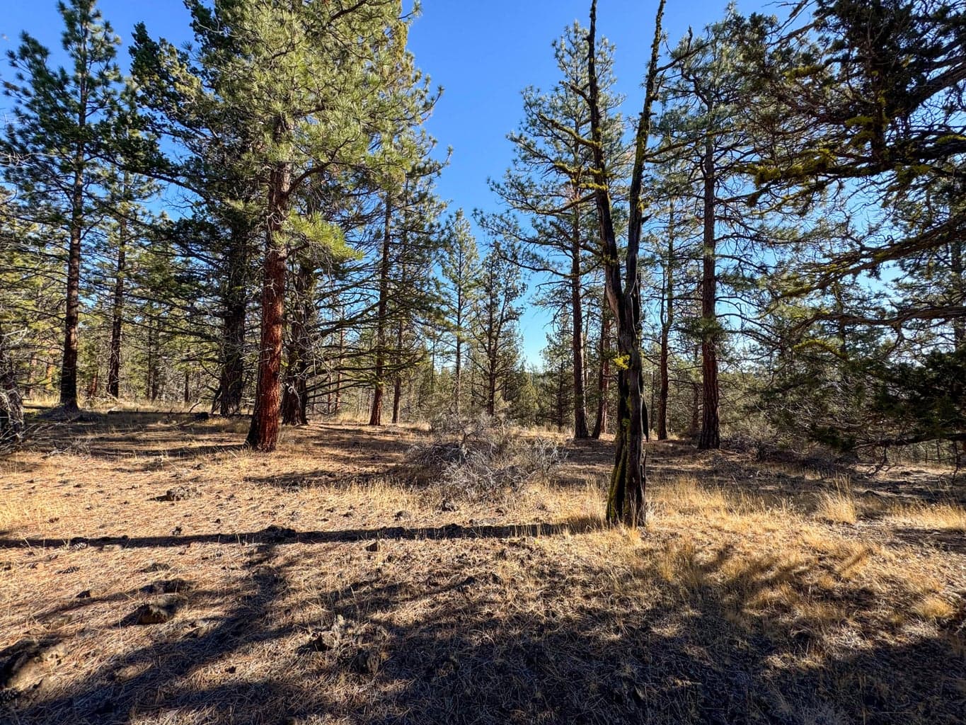 Photo of 17390 Big Buck Road 19 of 35