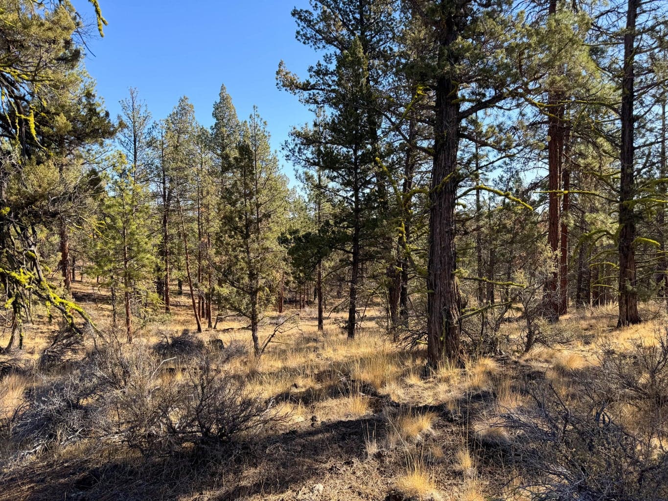 Photo of 17390 Big Buck Road 20 of 35