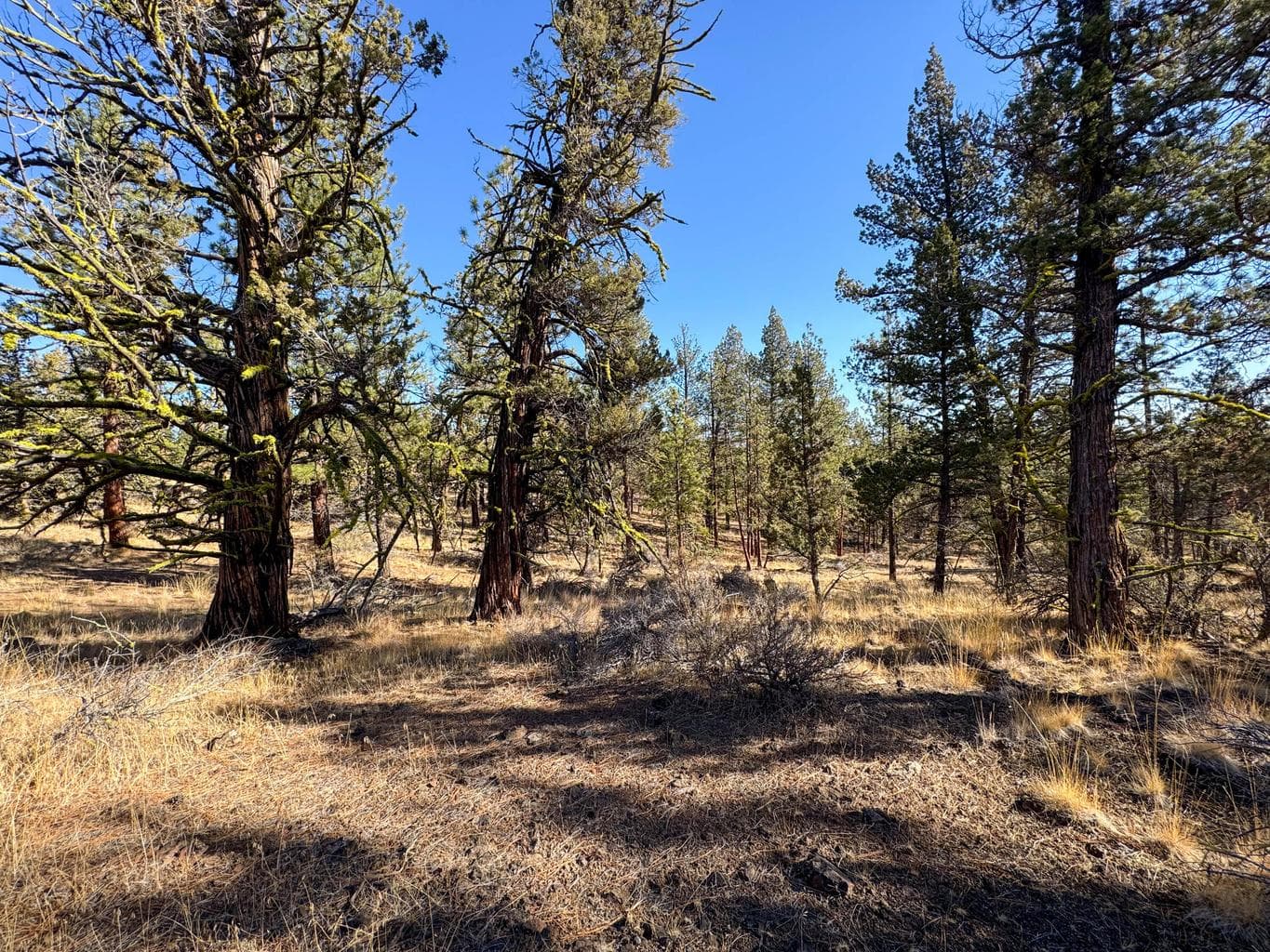 Photo of 17390 Big Buck Road 21 of 35