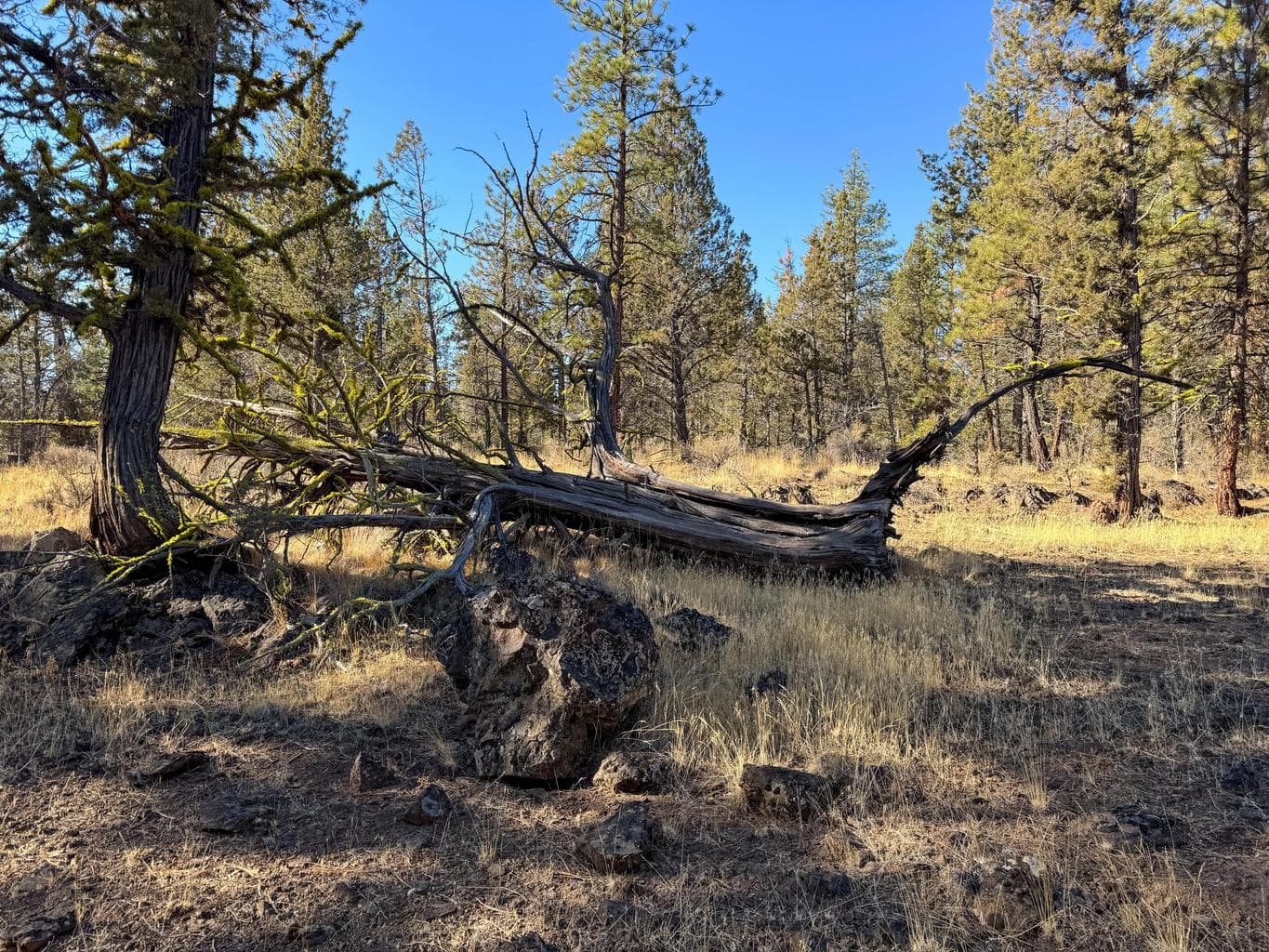 Photo of 17390 Big Buck Road 22 of 35