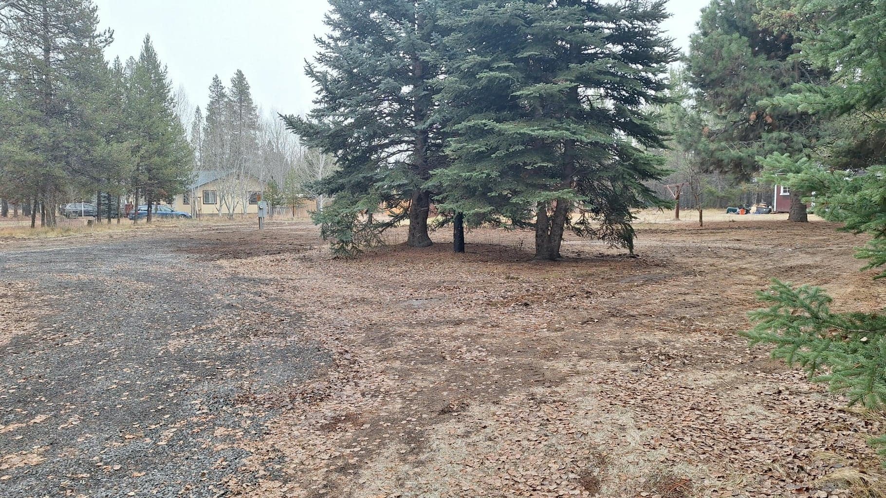 Two large spruce along with other varieties of trees.