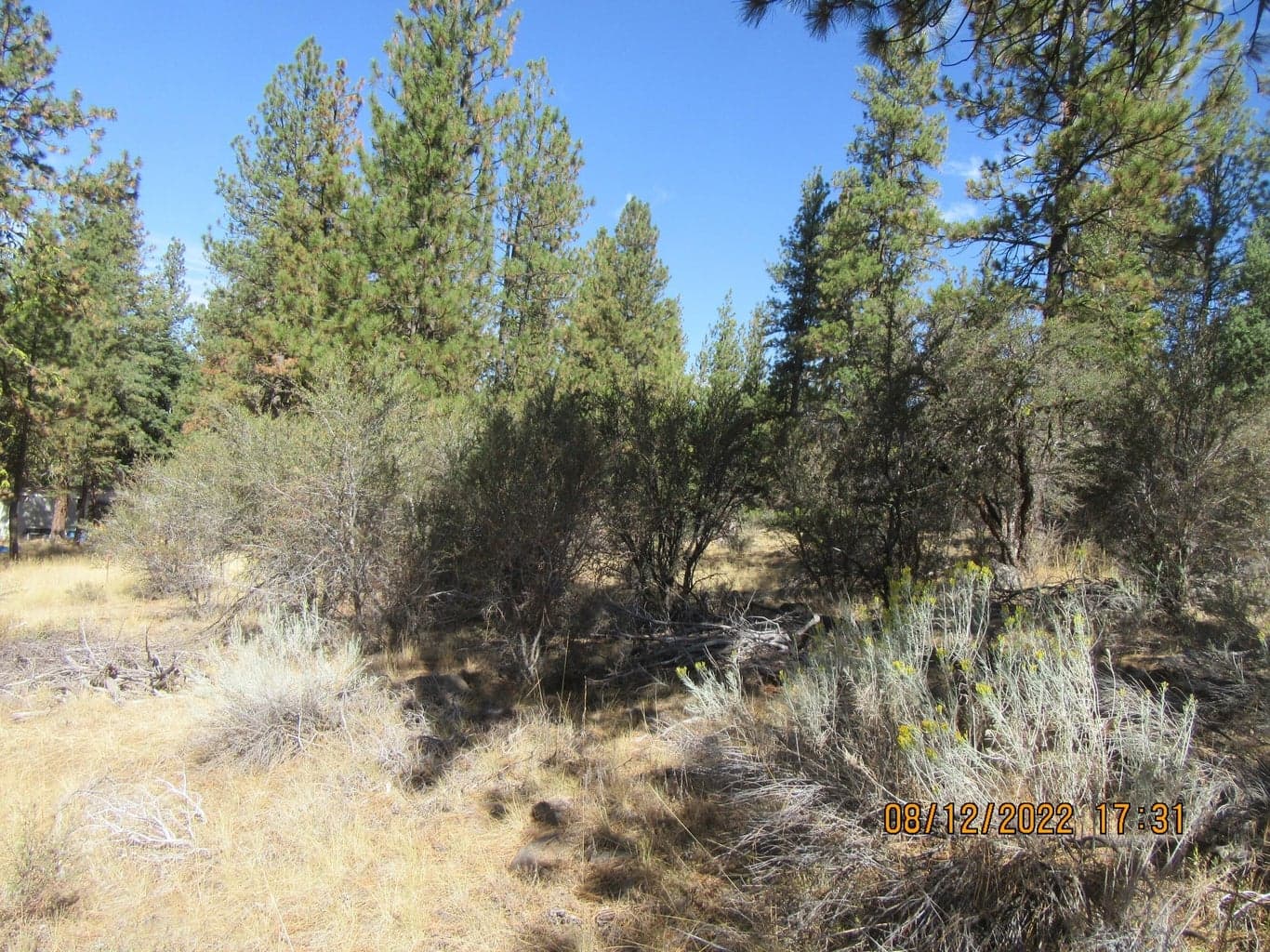 Photo of Lot 12W2 Brown Bear 2 of 13