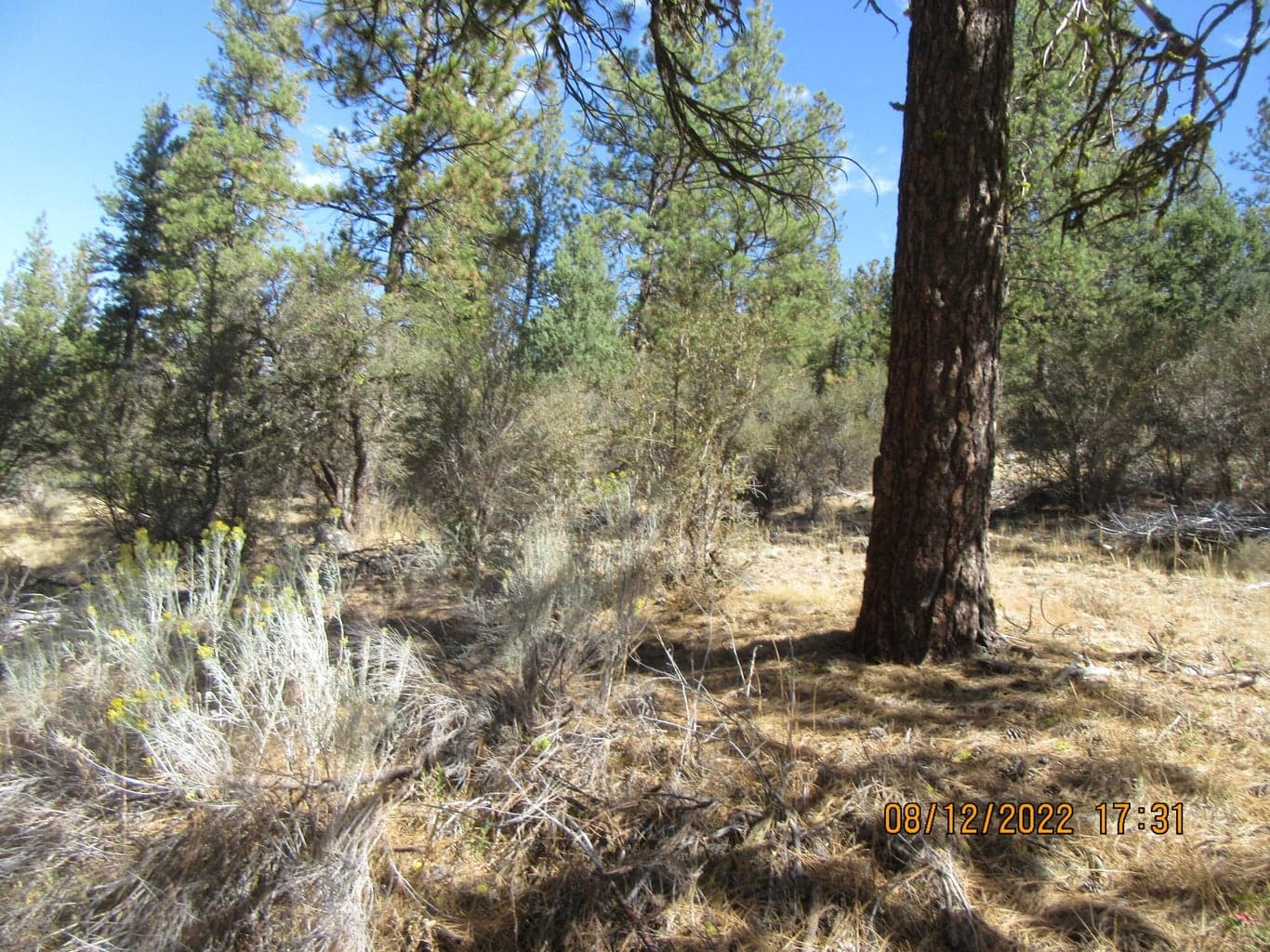 Photo of Lot 12W2 Brown Bear 3 of 13