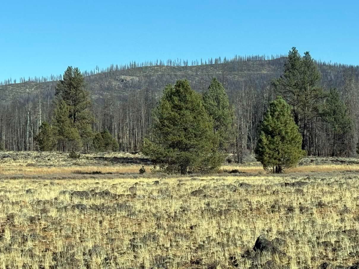 Bull Pine, Beatty, 97621