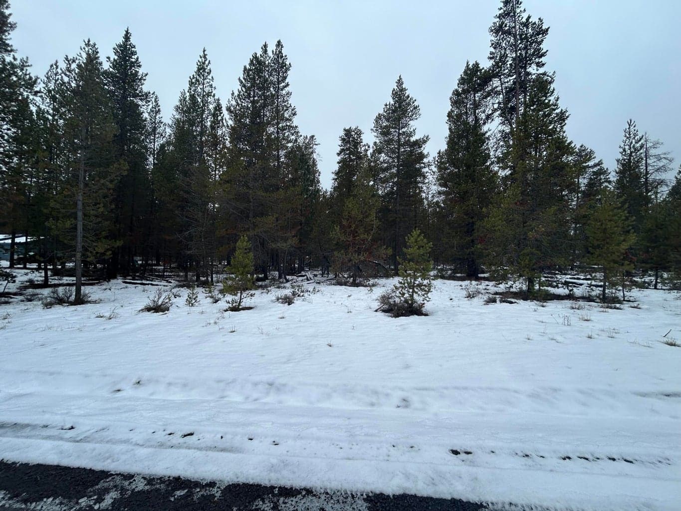 Photo of Elm 4 of 7