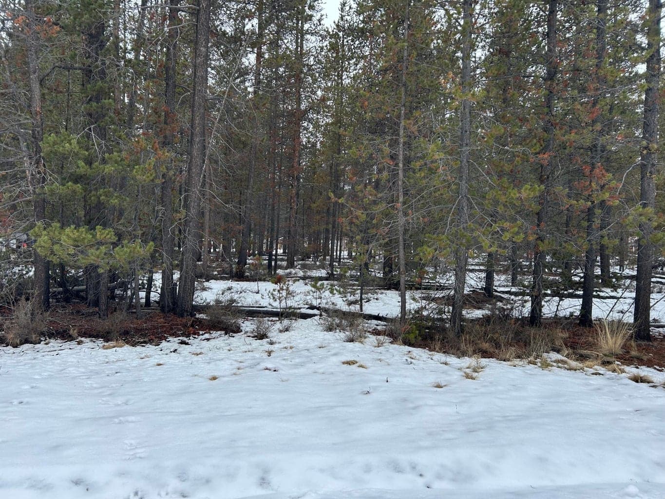 Photo of Elm 5 of 7