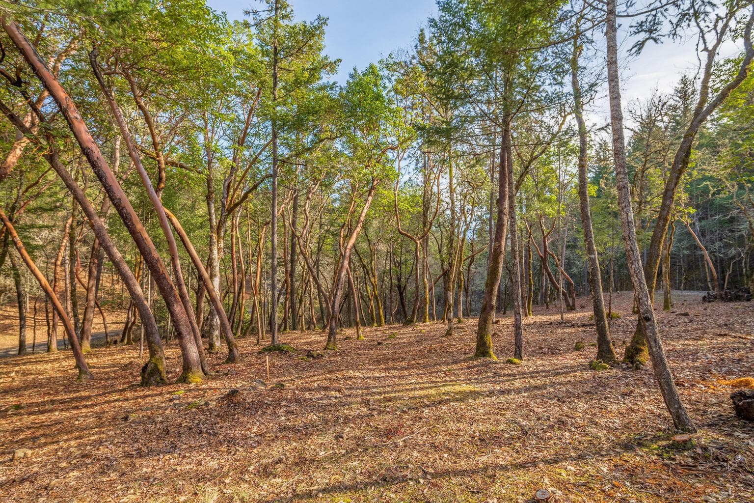 Photo of 1224 Jones Creek 4 of 15