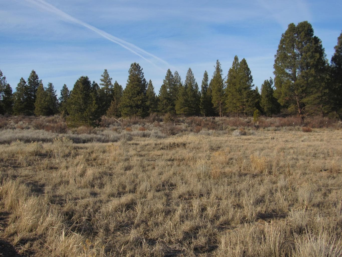 This is a level lot with natural grassess/vegetation