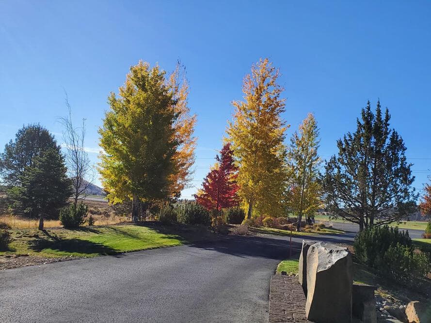 Photo of 5767 Engleman Spruce 2 of 8