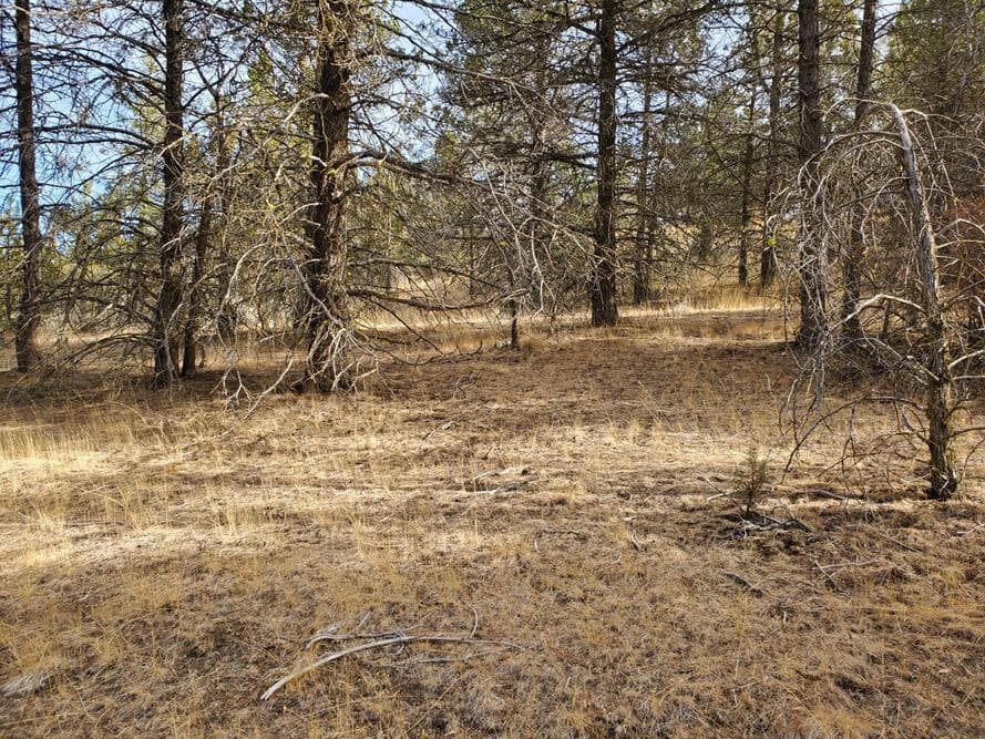 Photo of 5767 Engleman Spruce 3 of 8