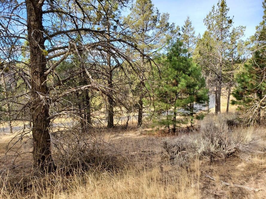 Photo of 5767 Engleman Spruce 4 of 8