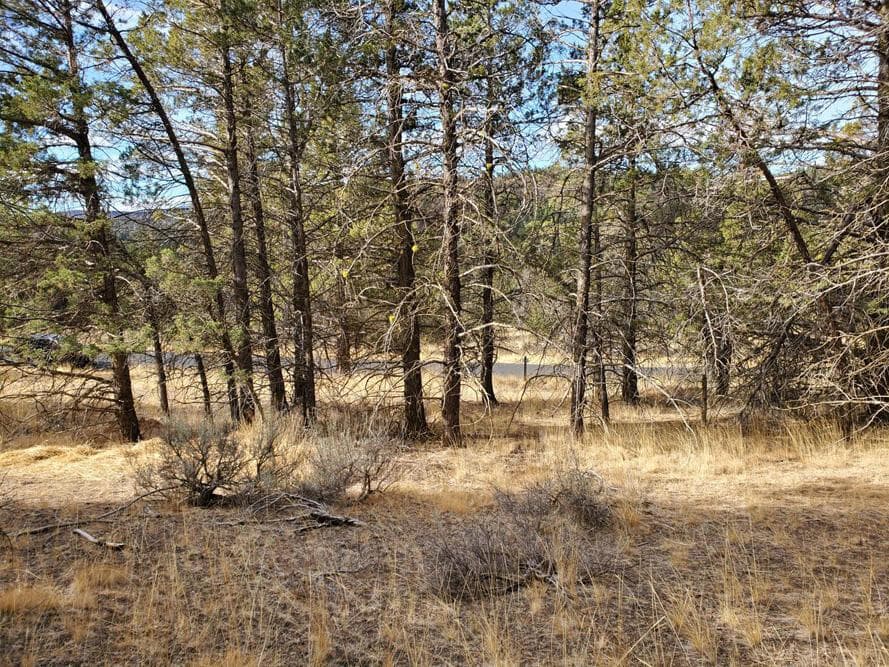 Photo of 5767 Engleman Spruce 5 of 8