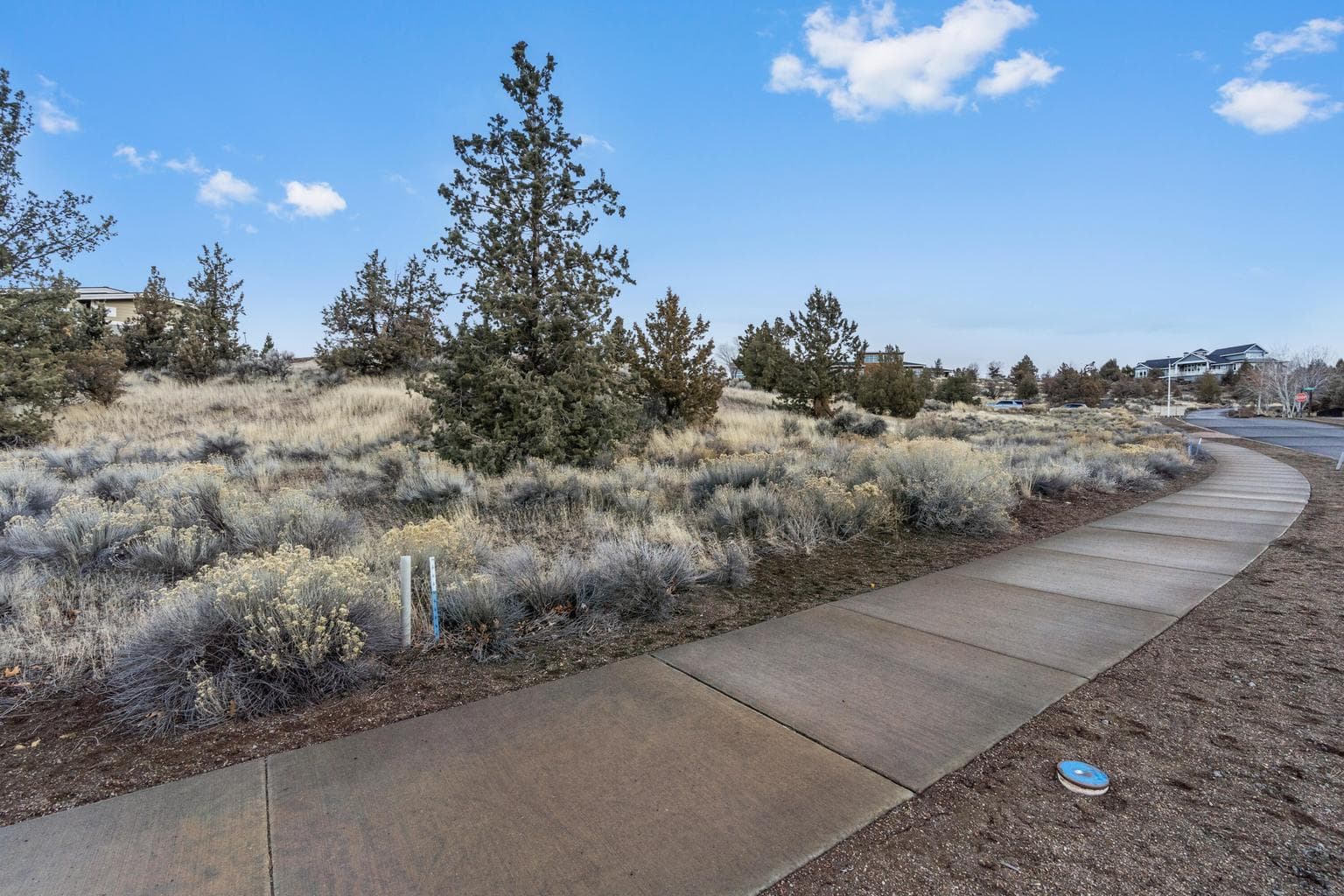 Photo of Fescue 4 of 17