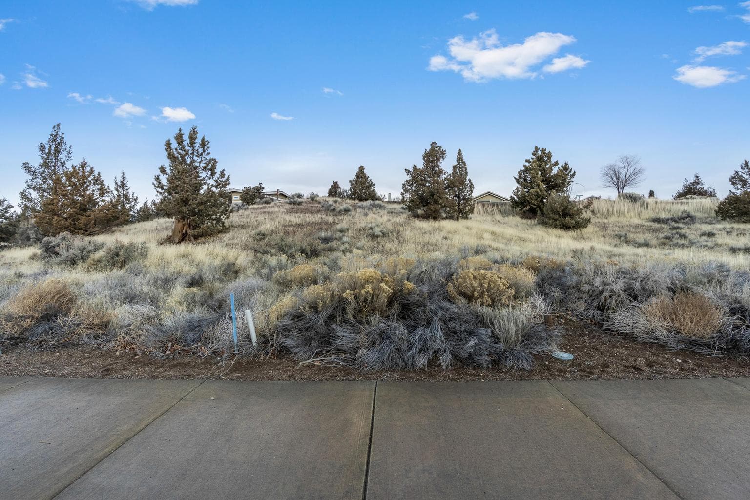 Photo of Fescue 4 of 17