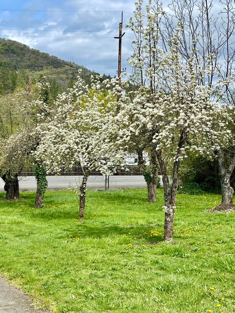Photo of 7015 Rogue River 4 of 35