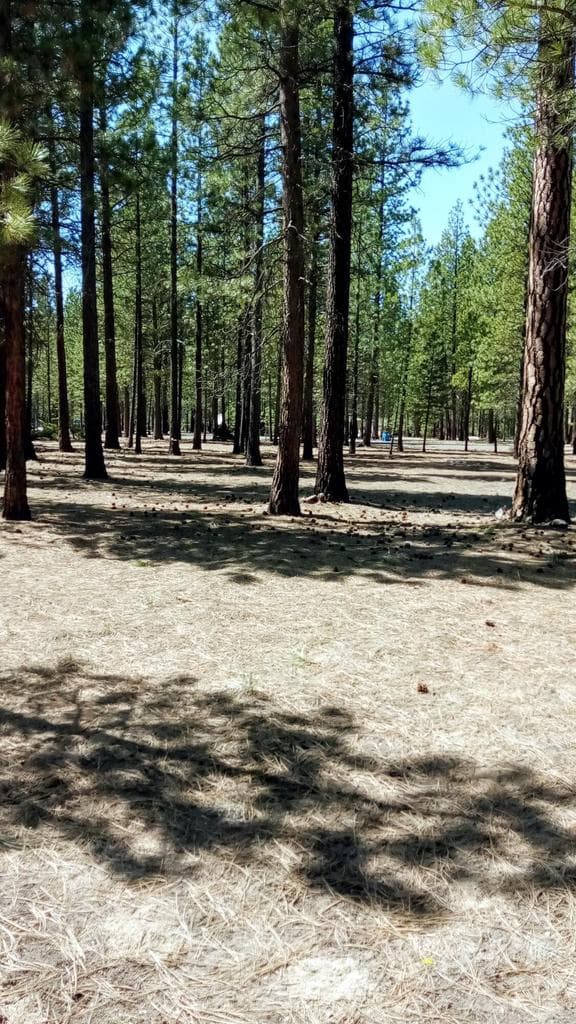 Photo of 52170 Ponderosa 5 of 11