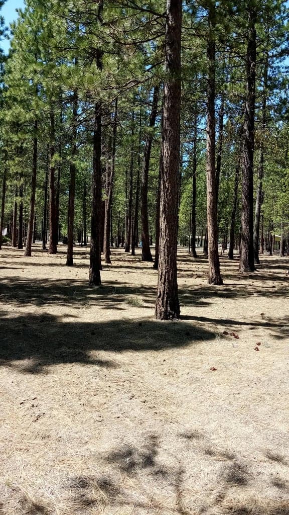 Photo of 52170 Ponderosa Way 6 of 11