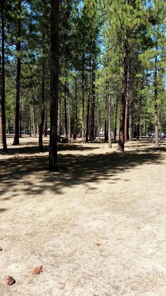 52170 Ponderosa