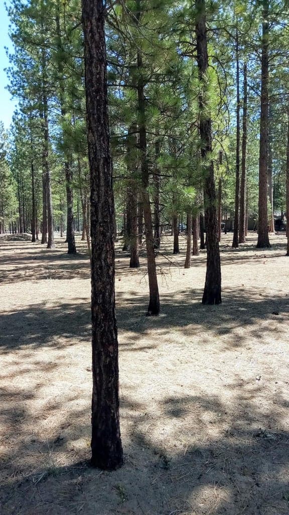 Photo of 52170 Ponderosa Way 11 of 11