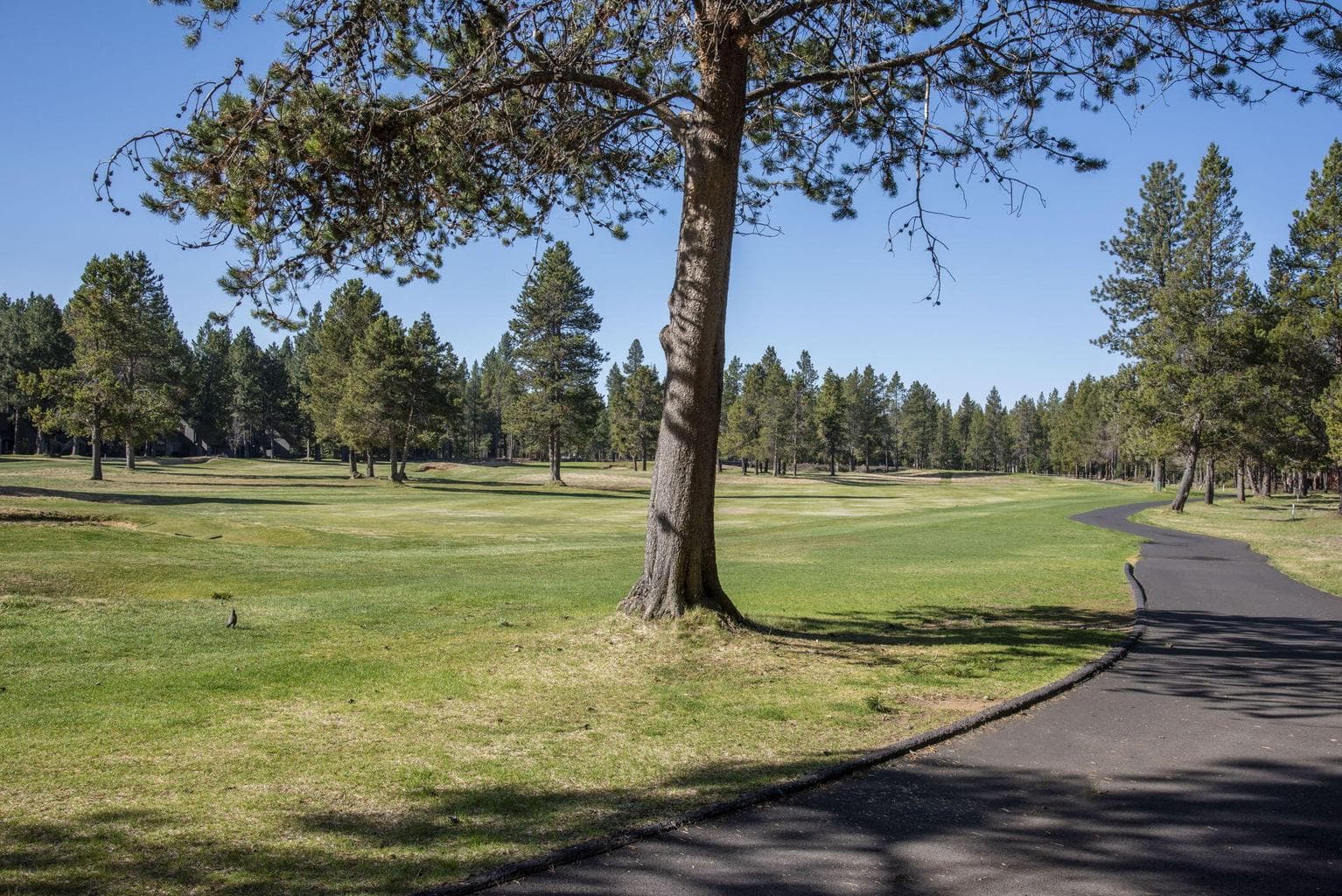 Meadows golf course just off the backyard!