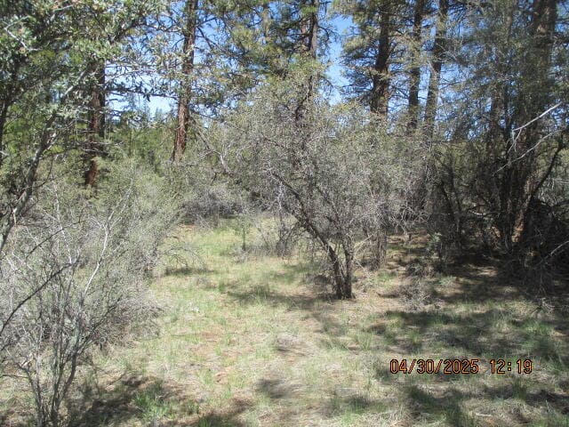 Photo of 0 Jaguar 5 of 20