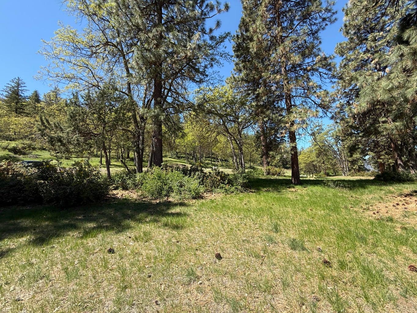 Photo of Coopers Hawk 3 of 24