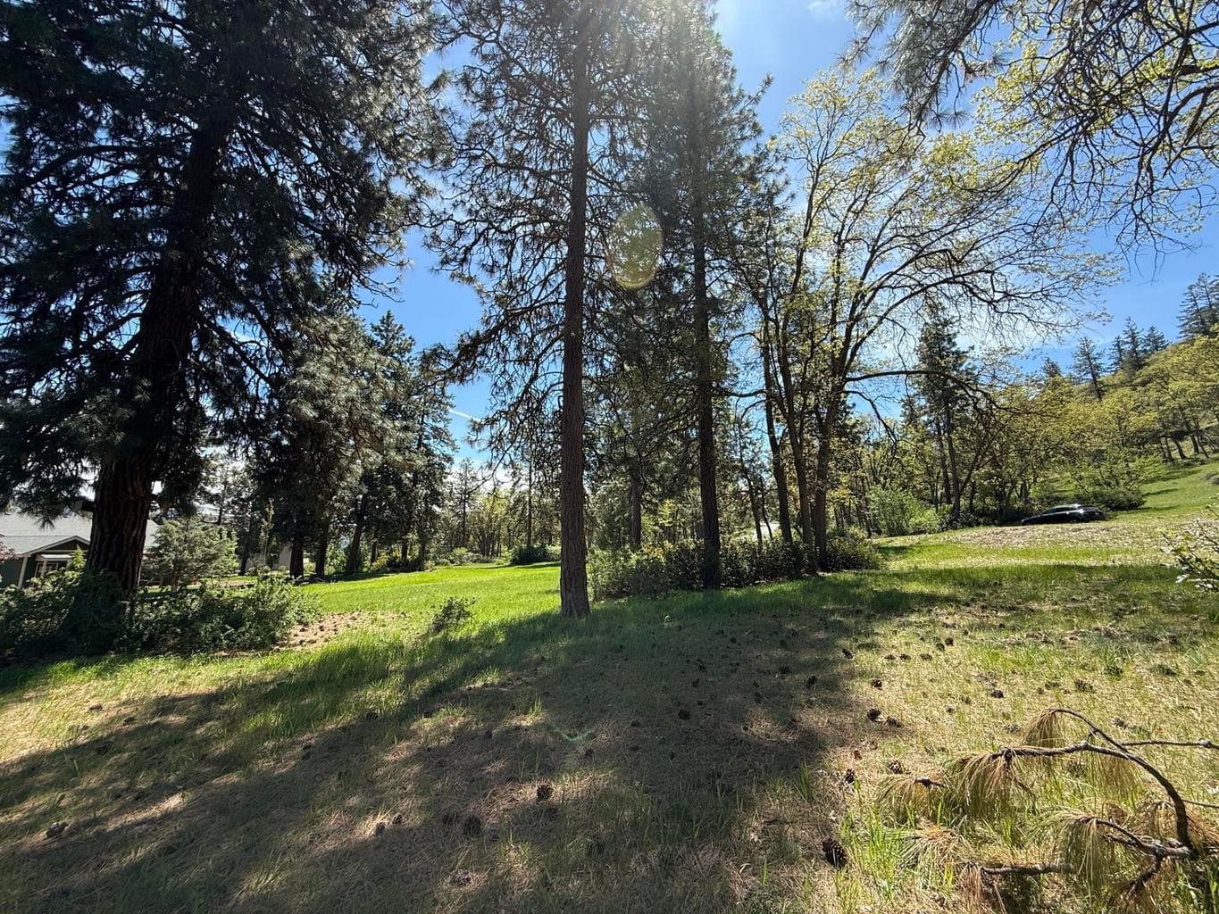 Photo of Coopers Hawk 5 of 24