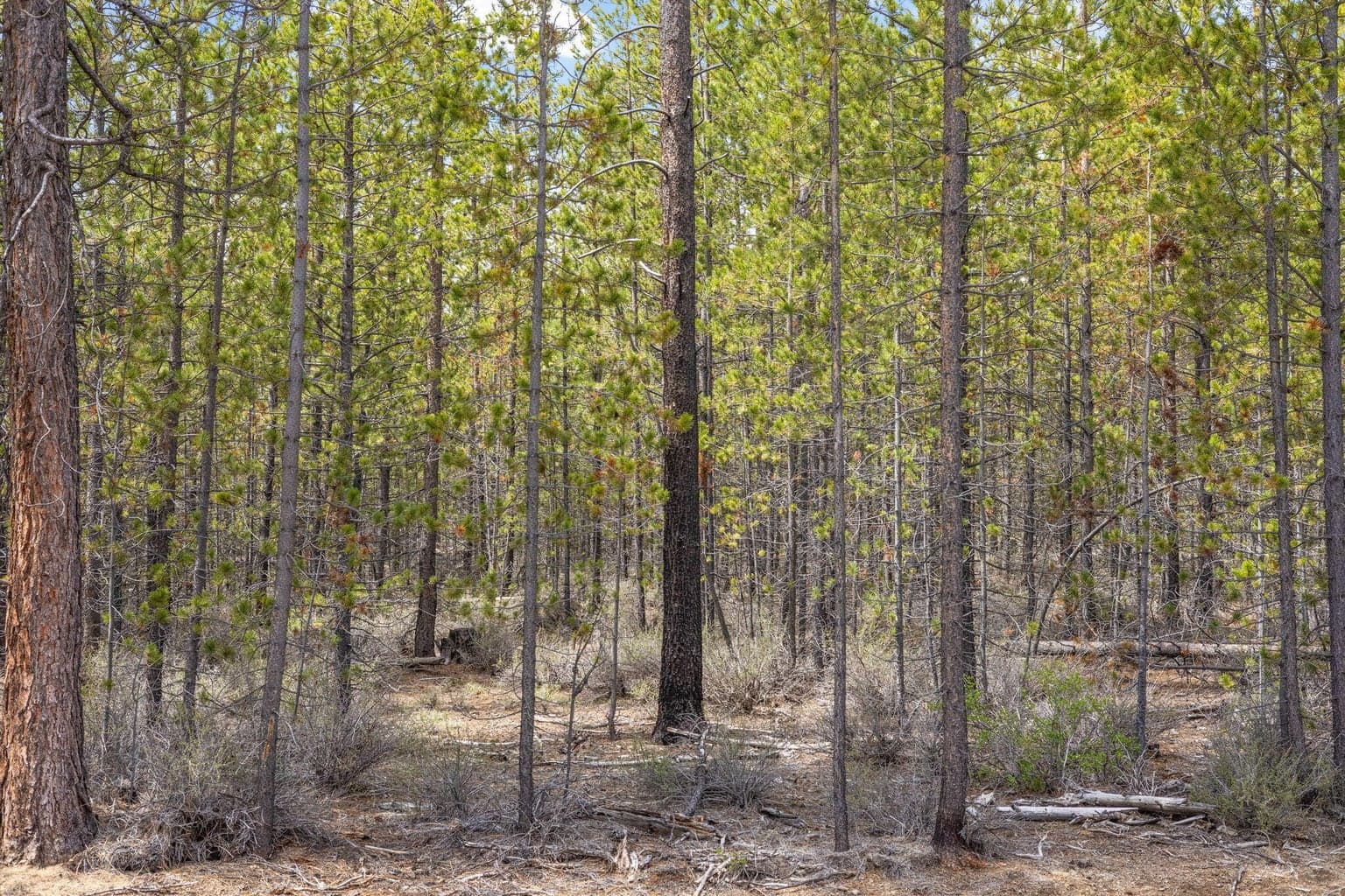 Photo of TL 09700 Buggy Whip Court 13 of 20
