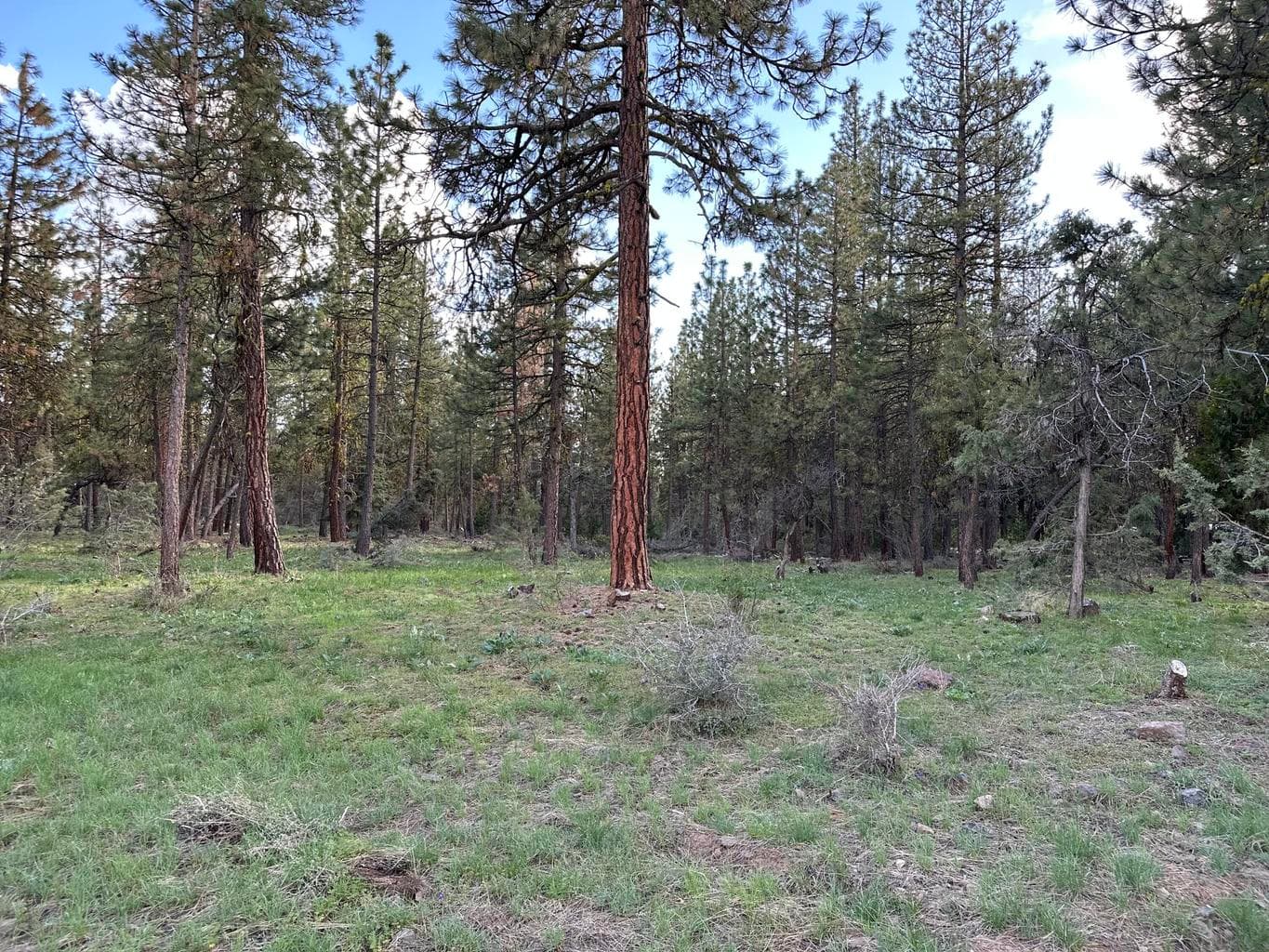 Red Deer, Bonanza, 97623