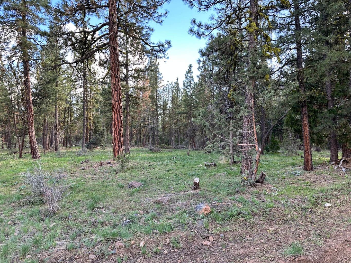 Photo of Red Deer 5 of 8
