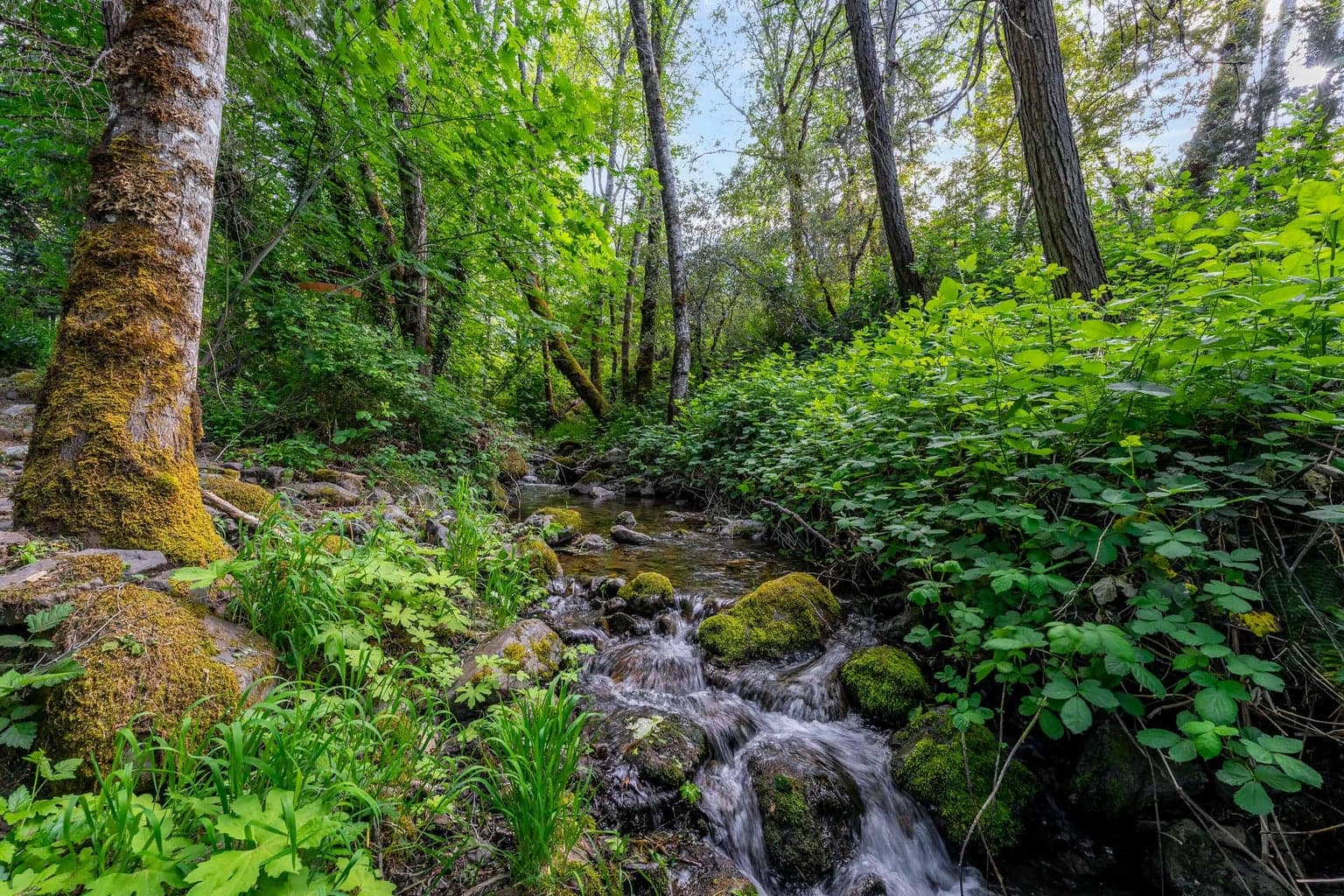 Photo of 988 Savage Creek 2 of 58